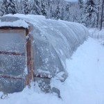 Chicken Heated Green House