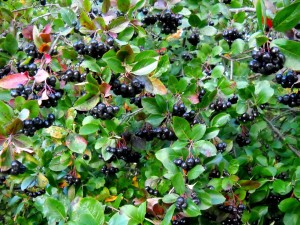 Black Chokeberry (Aronia Melanocarpa) Overview, Health Benefits, Side effects (2)