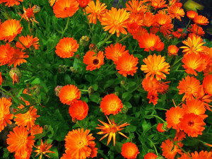 Calendula-officinalis-Pot-Marigold1