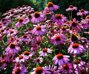 Echinacea_PurpleConeflower4