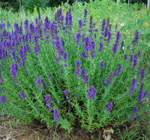 Hyssop_Hyssopus_officinalis