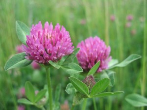 redclover