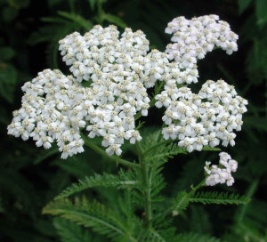 wfshl-yarrow-07