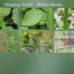 Podcast 113 – 5 Types of Animal Forage