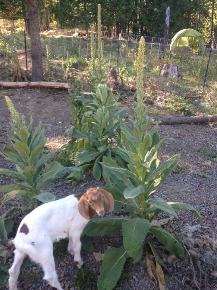 Mullein – Common Medicinal