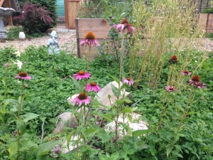 echinacea garden