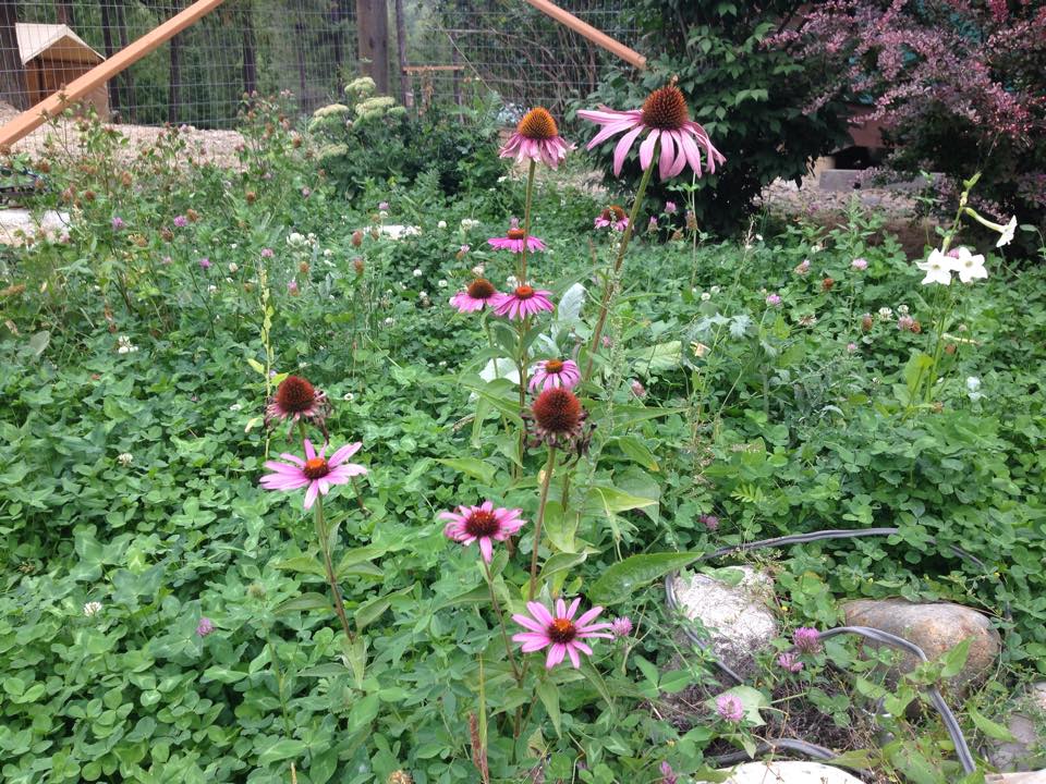 Medicinal Herb – Echinacea