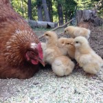 Surprise Chickens Part 2