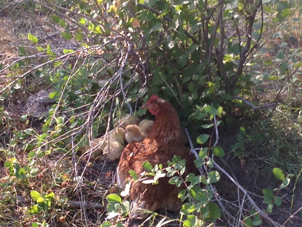 Surprise Chickens