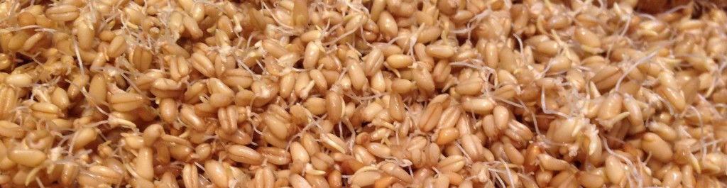 Sprouting Wheat Berries