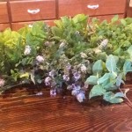 Beginning Your Medicinal Herb Garden