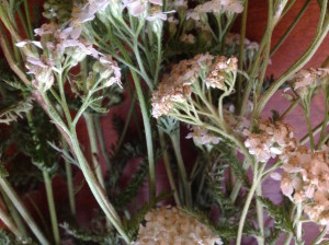 yarrow-closeup