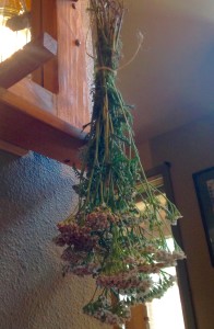 yarrow-hanging