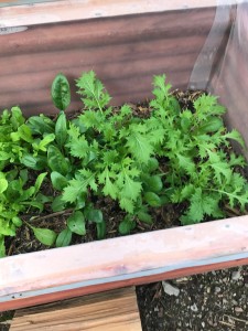 Cold Frame Greens