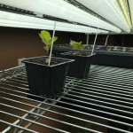 Propagating Trees from Seed