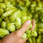 Grow Hops!