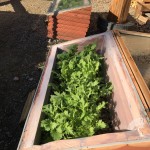 Season Extension with Cold Frames