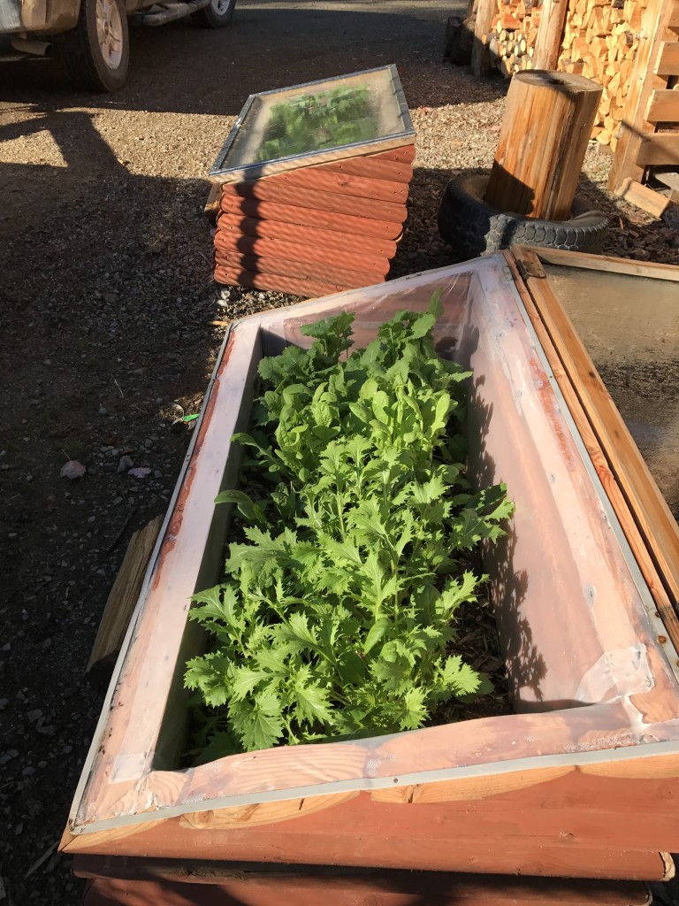Season Extension with Cold Frames