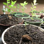 Plant Propagation 4: Artificial Germination