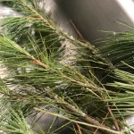 Pine Needle Cookies