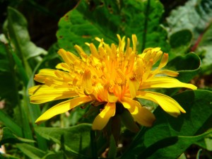 dandelion close up