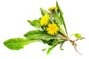 dandelions medicinal uses