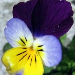 Uses of Viola tricolor