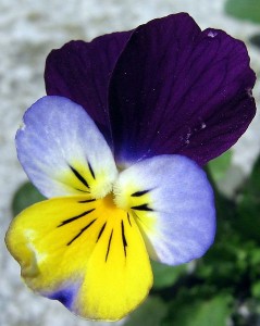 Uses of Viola tricolor