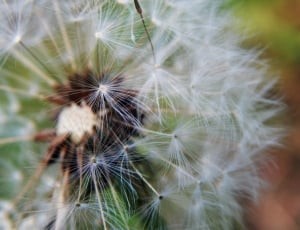 dandelions medicinal uses