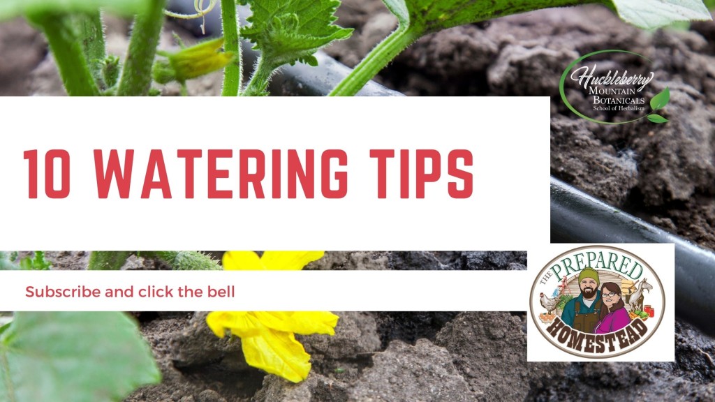 10 Tips for Watering Your Gardens