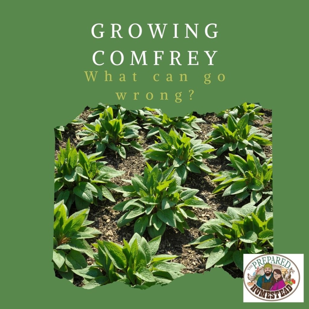 Comfrey Starts – What Can Go Wrong?